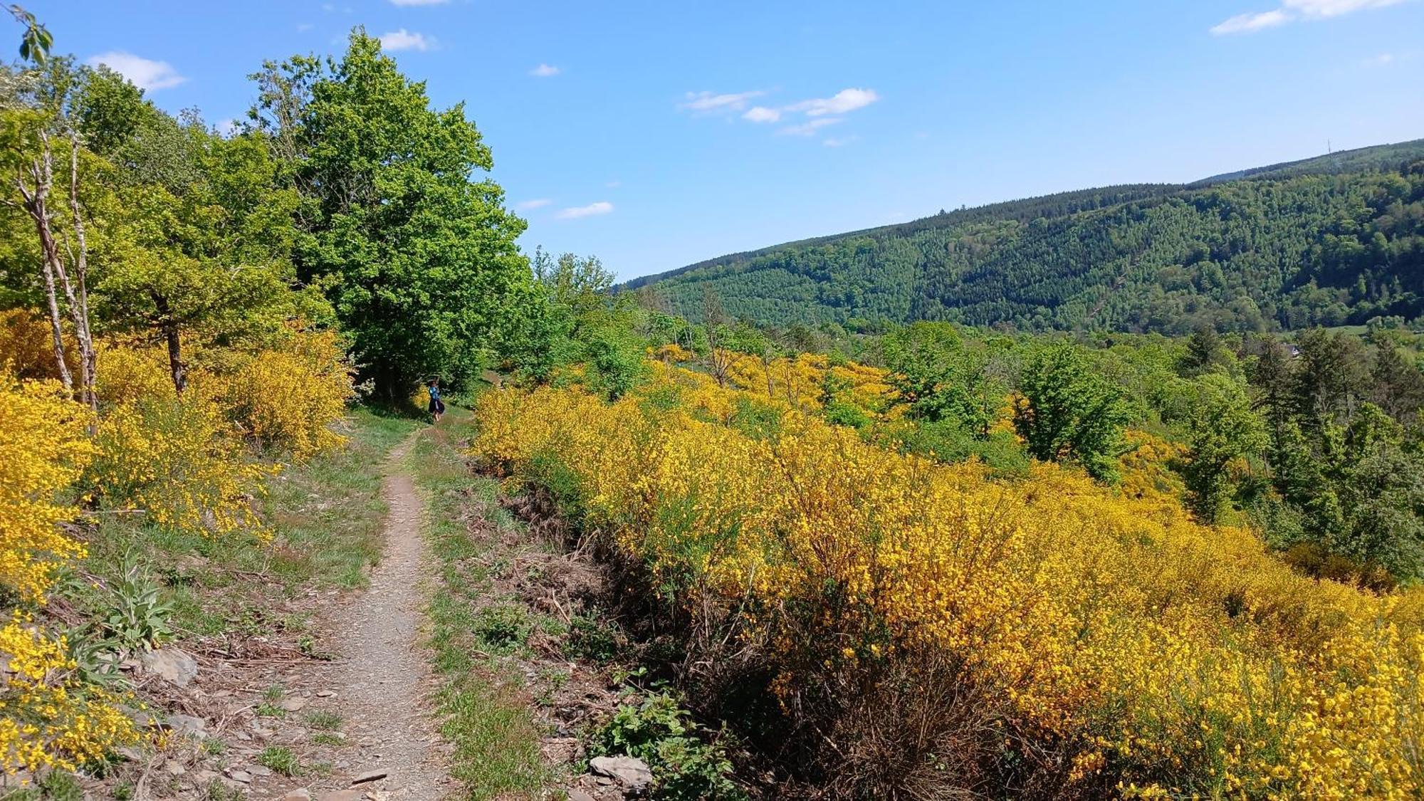 L'Abri Leilighet La-Roche-en-Ardenne Eksteriør bilde